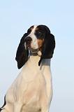 CHIEN COURANT BERNOIS 011